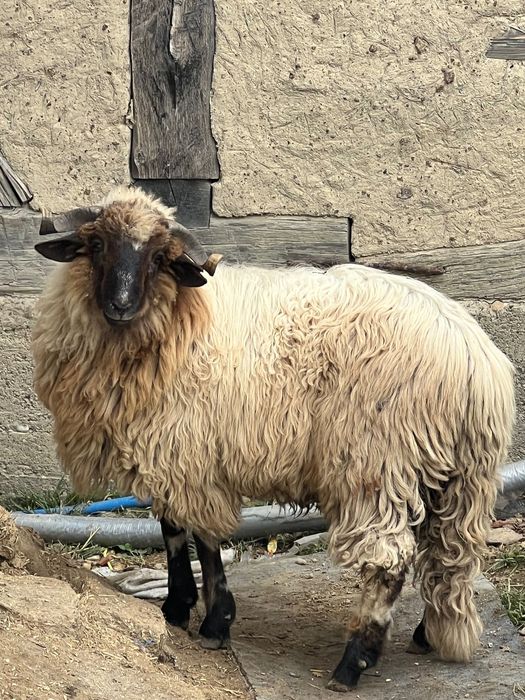 Berbec noatin de vânzare