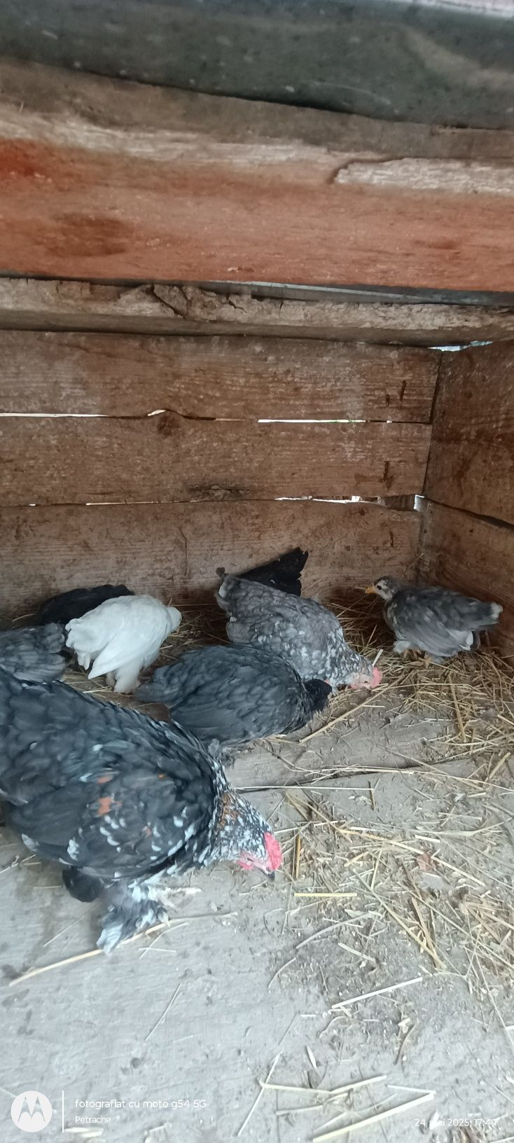 De vânzare pui de găinușe pitice