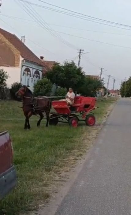 De vânzare trăsura sau schimb cu vitei