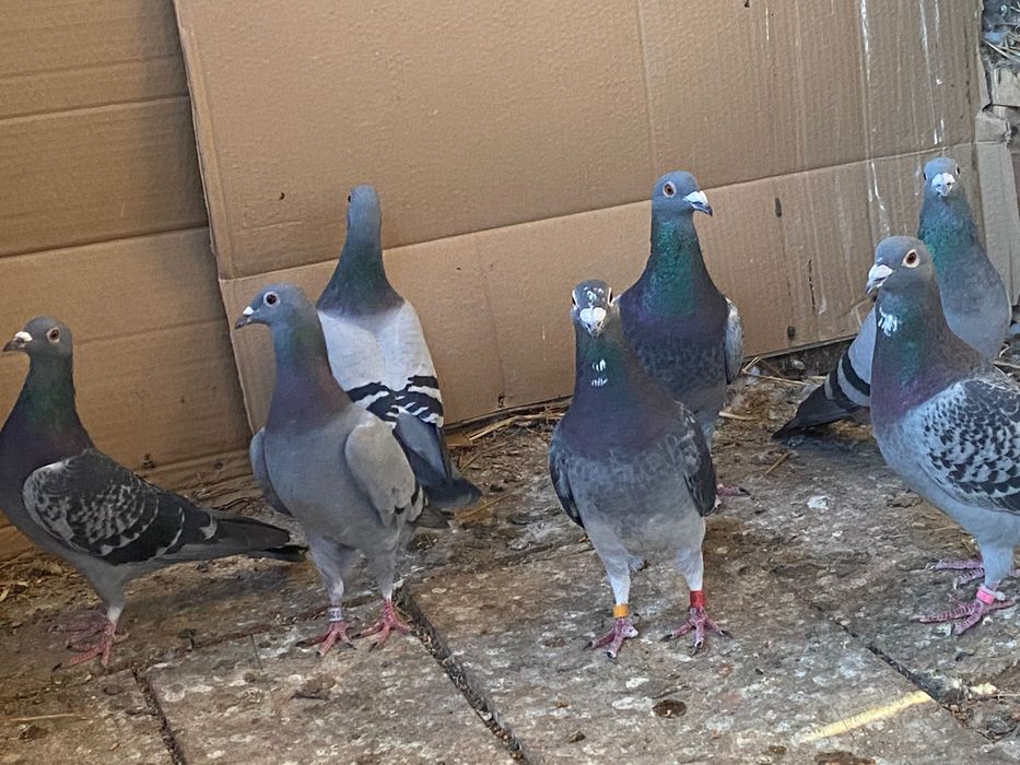 Vând porumbei voiajori pentru concurs