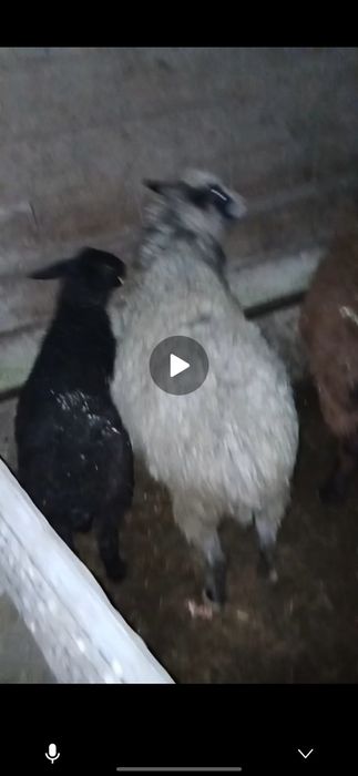 Үш бас қой бар 2 тоқты 1 қой ровански қойлар