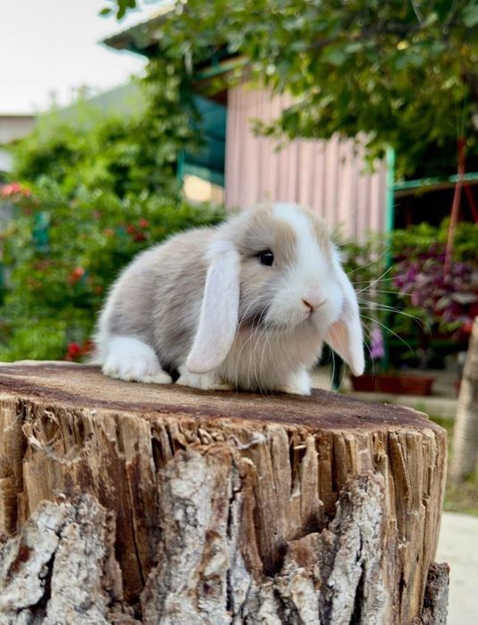 Quyon. Кролик
Tug'ilgan kun, sovg'a va xonadonda boq