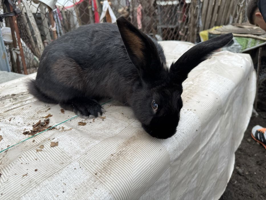 Продавам женски Заек готов за разплод