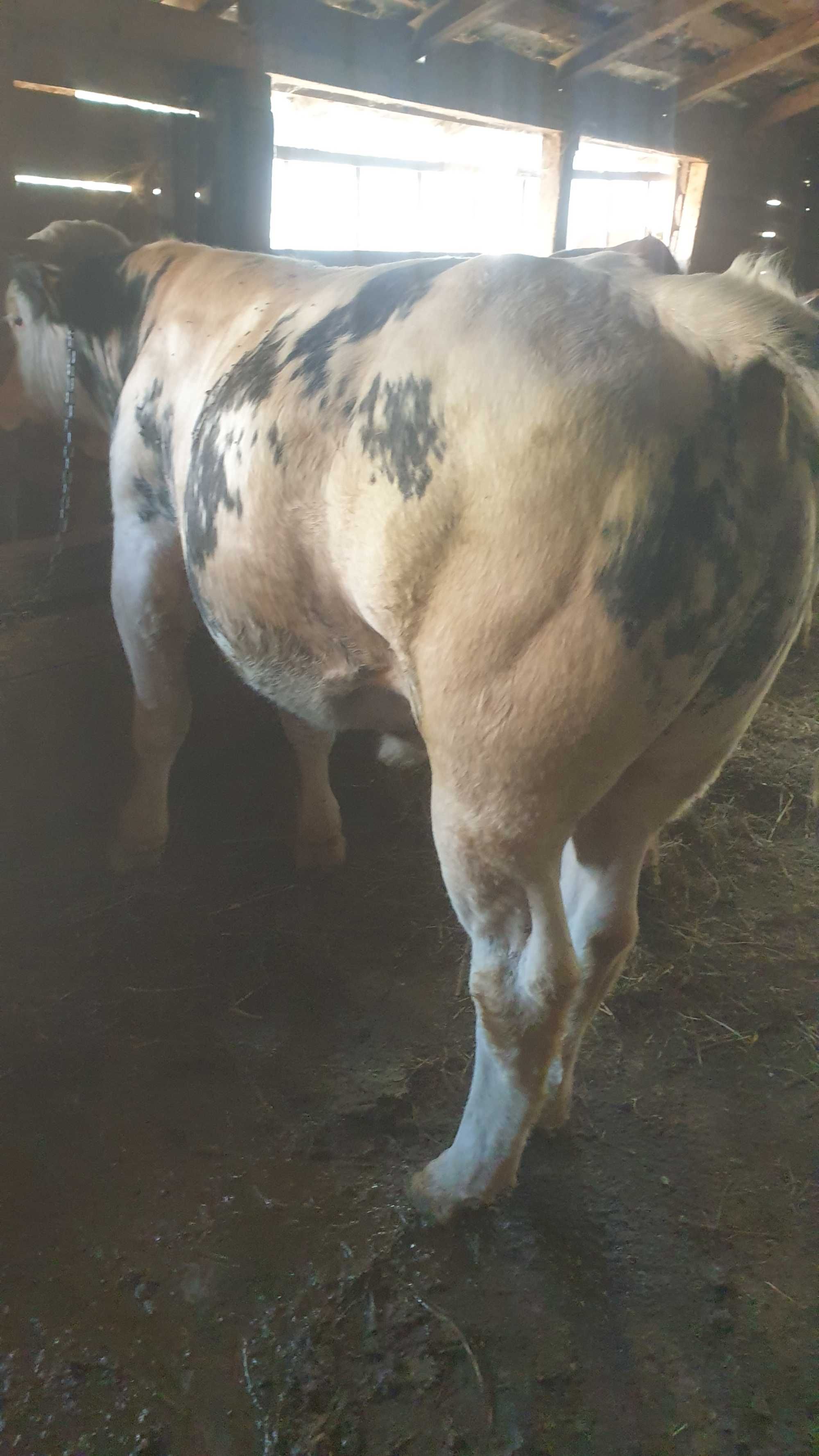 Vând 4  tauri de rasă