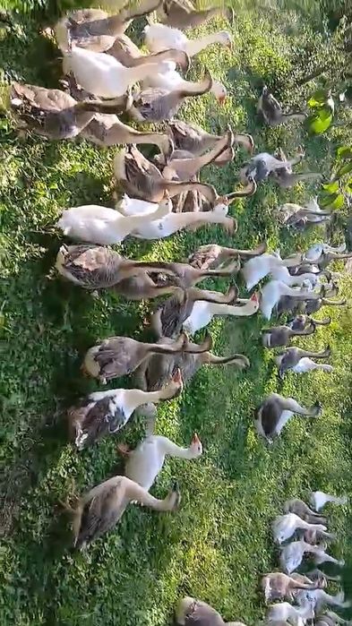 Gâște  leșești de vanzare!! Grase și gustoase crescute natural!