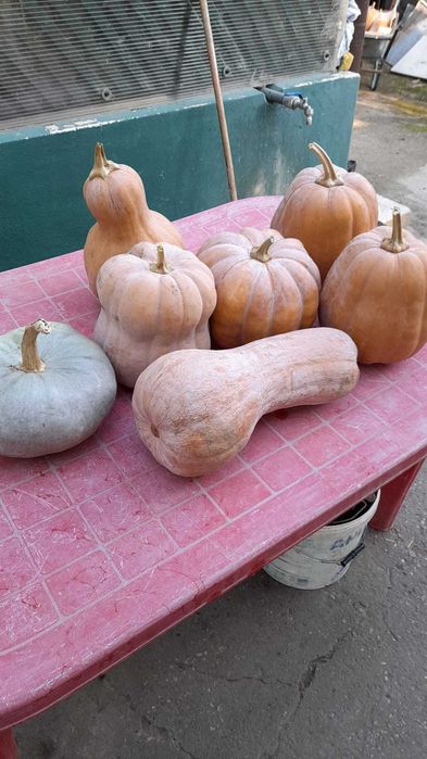 Vand dovleci Placintari