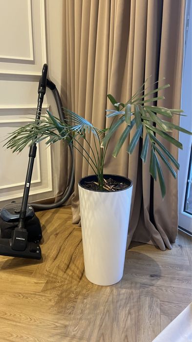 Дипсис пальма цветок растение