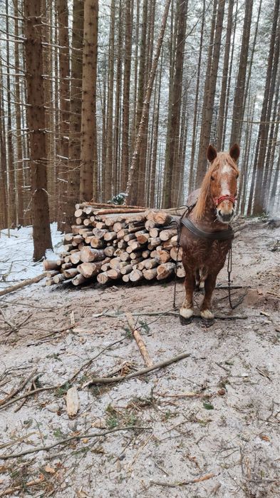 De vanzare cal lucrat la padure