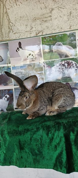 Фландир зот куен