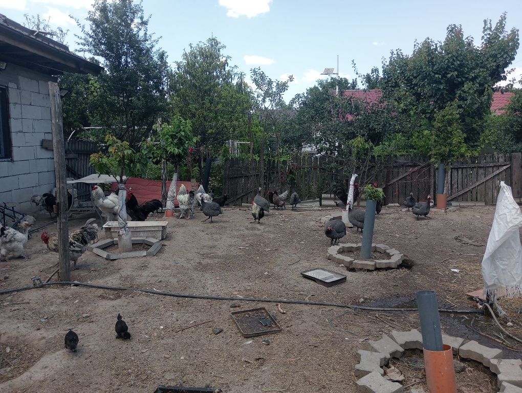 16 bibilici și cocoși și găini austrolop de vînzare