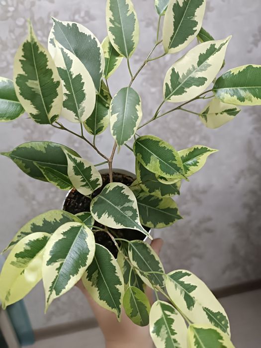 Фикус Бенджамина