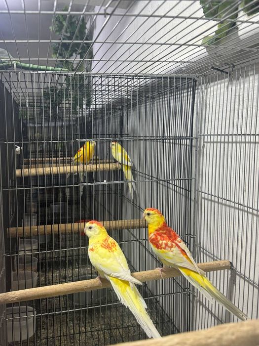 Pevchi parla sotiladi 2para bor.