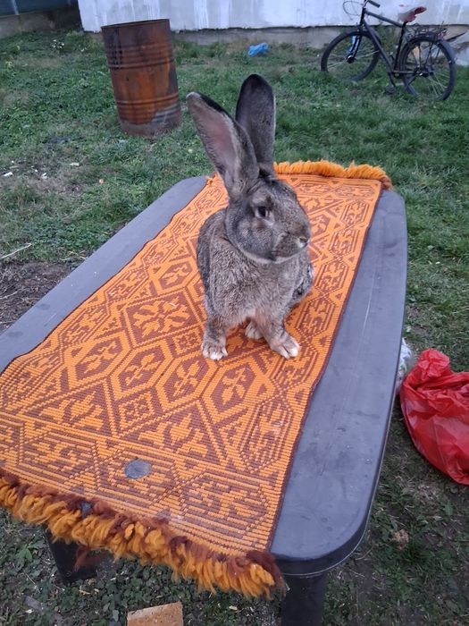 Vind mascul de Uriaș Germnan de 8 luni