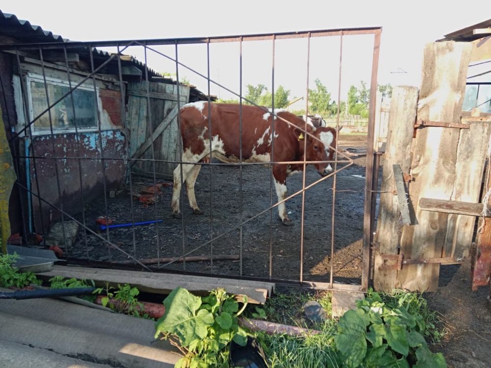 Продам молочную корову