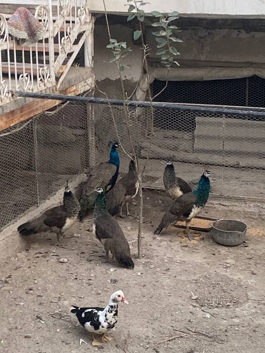 Товуслар сотилади