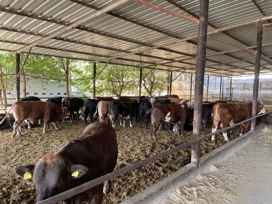 Vand tauri de rasa cu greutatea cuprinsa intre 400 si 550 kg