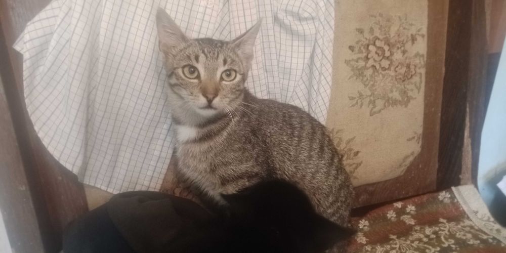 Pisici pentru adoptie