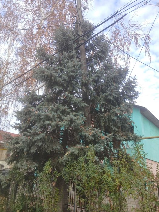 Голубая ель одна (высота 7 метров)