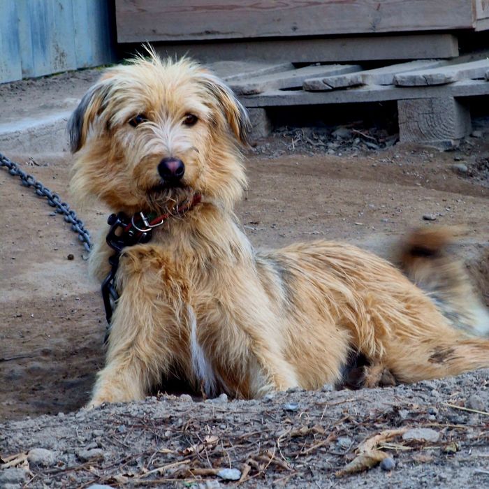 Собака из приюта Хвостатый Рай