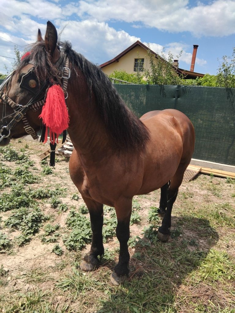 De vânzare armăsar de 6 ani