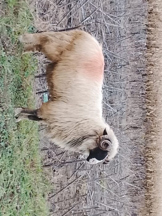 Vând un mior breaz frumos