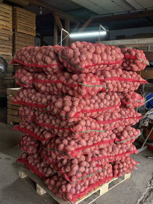 Cartofi consum Bellarosa/Marabel 50+ / 60+