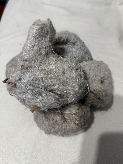 Гнездо ремеза в лечебных целях