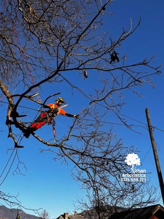 Toaletare Reducere Coronament - Servicii Firma Alpinist Arborist Cluj