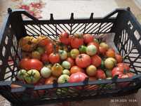 Продам домашнее помидоры