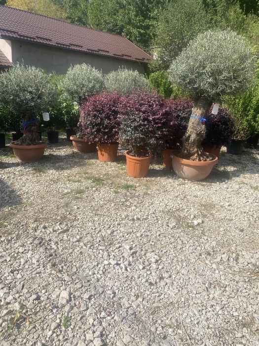 Brazi,și plante ornamentale etc