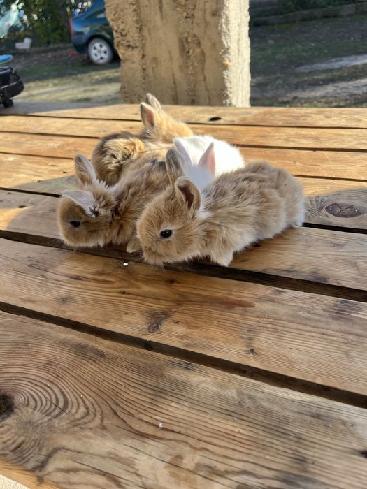 Vand iepuri cap de leu pitic