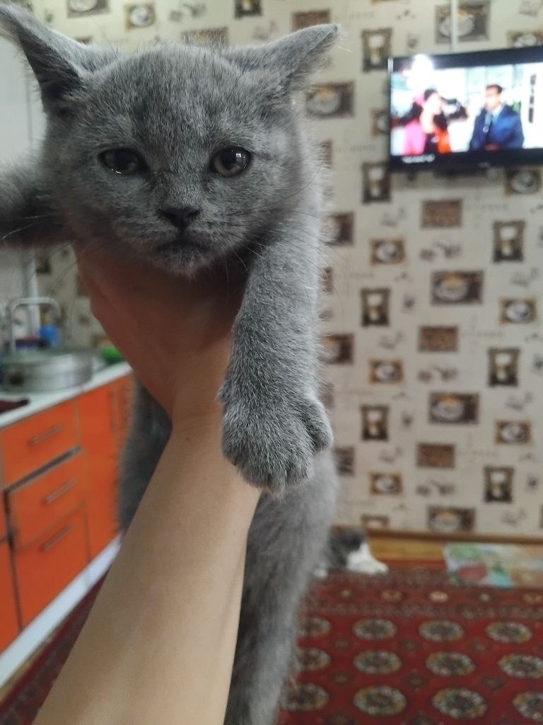 Скотиш страдает  сотилади
