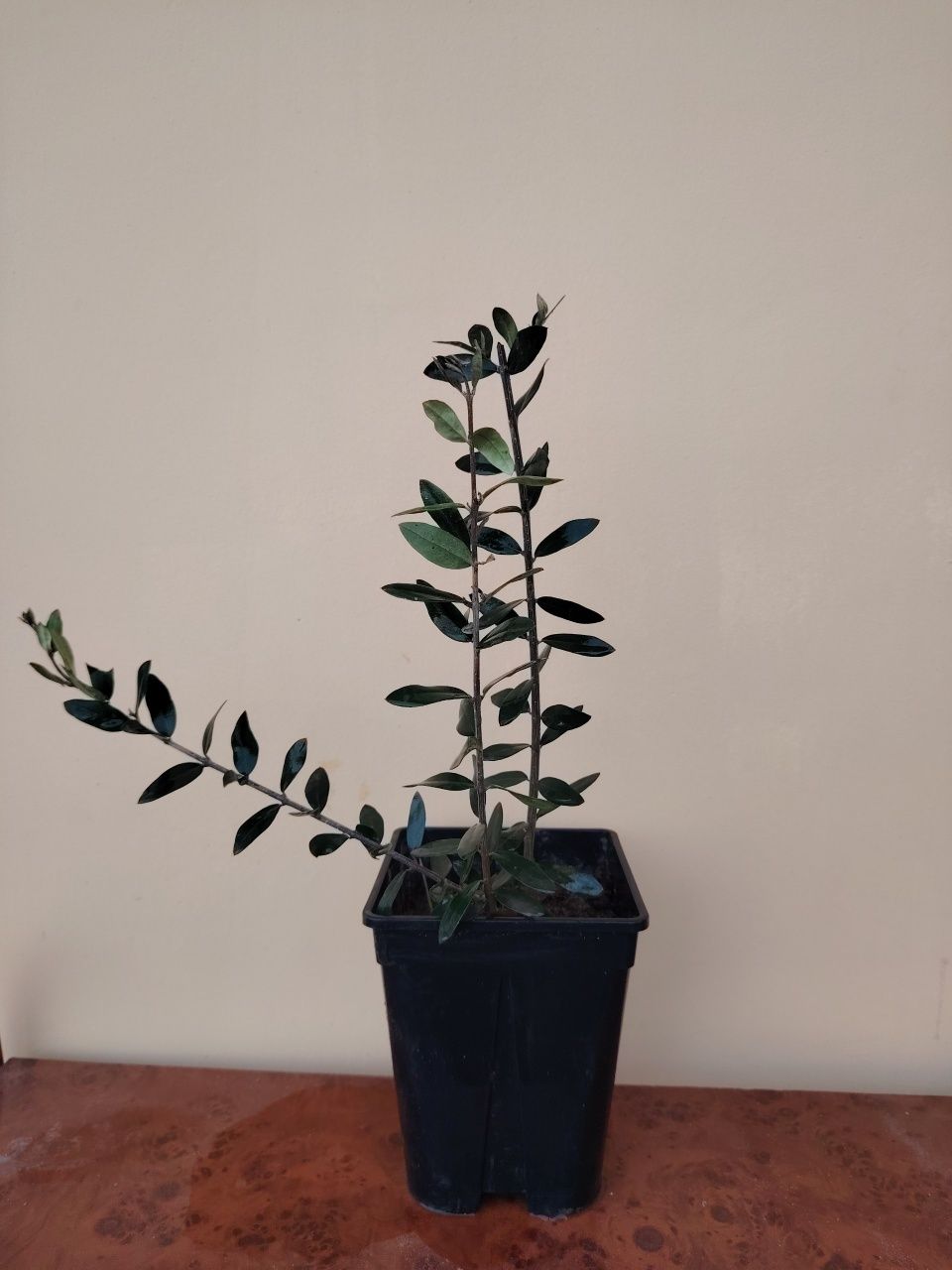 Banan papaya golubika zaytun mushmula kivi ko'chatlari