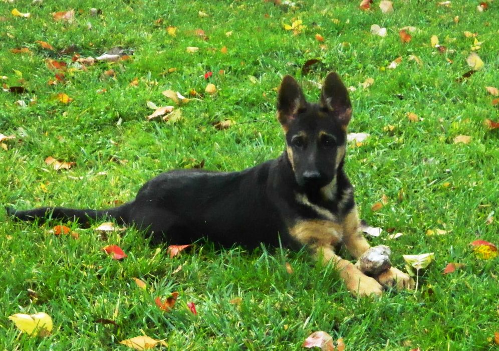 Продавам кученце немска овчарка - 3 месеца