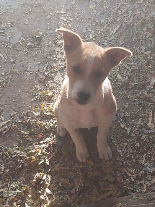 Ищем дом для малышки