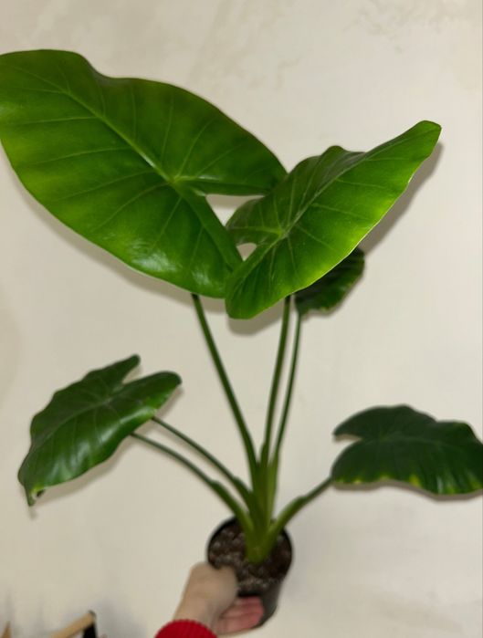 Алоказии Калидора/Арма