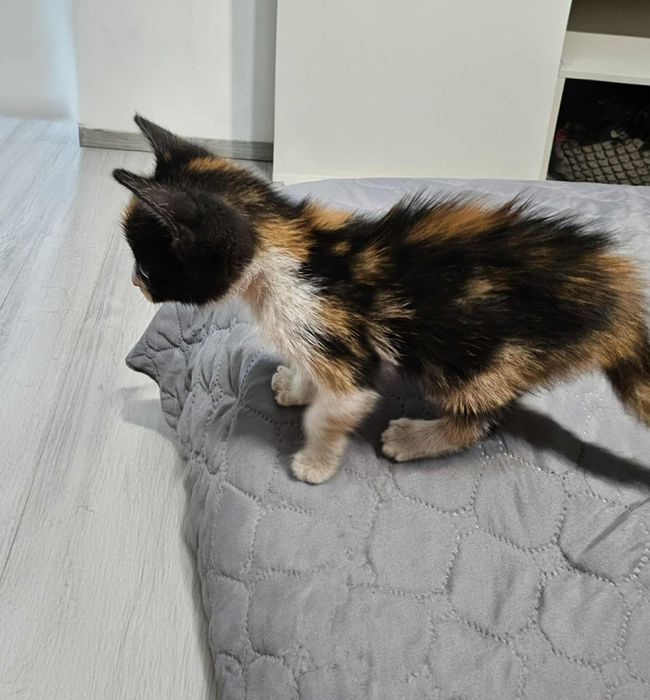 Малка женска котка