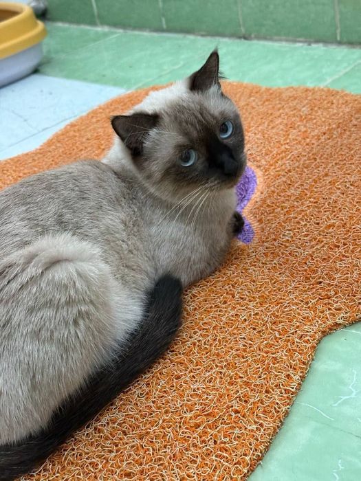 Siam mushugi Mushuk sotiladi