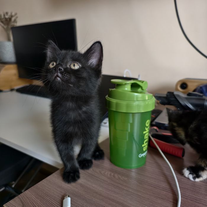 Два черных котенка