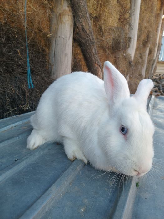 Femelă iepure Fluture German Janet pe alb– 1 an, 4 kg – sănătoasă