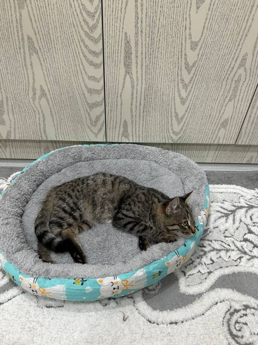 Отдам котенка в добрые и заботливые руки!