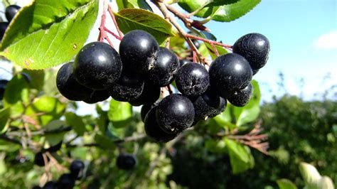 Vand suc, fructe aronia