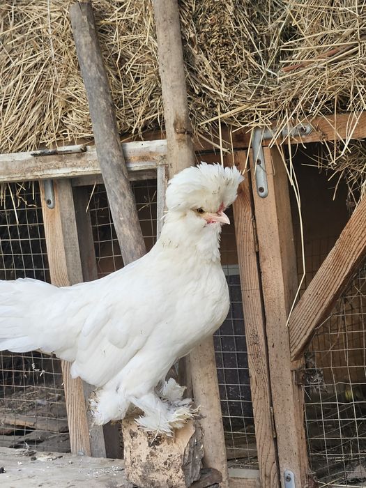 Декоративные куры