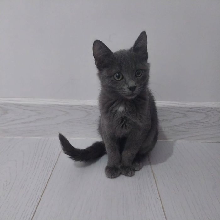 Еркек марғаулар беріледі