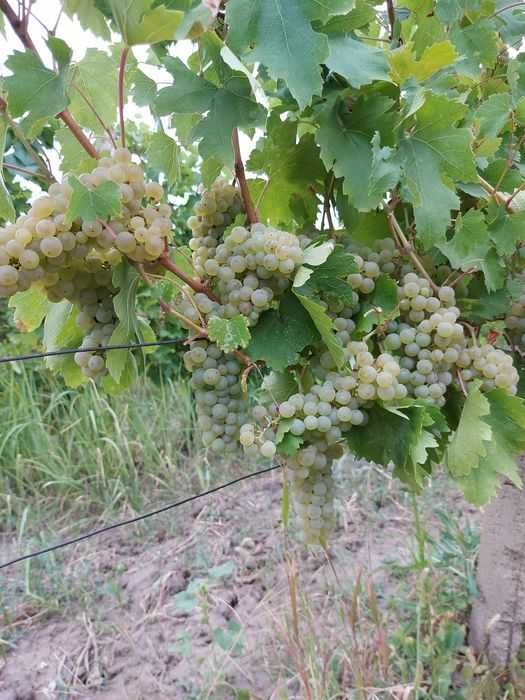 Struguri de vin adusi acasa soiuri alese albi/negri, pret producator