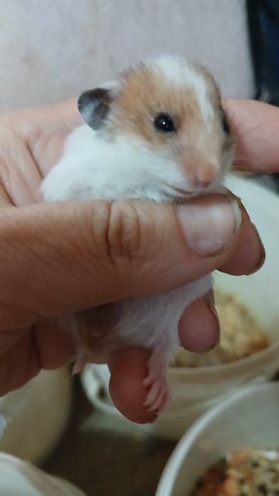 Сирийские грызуны