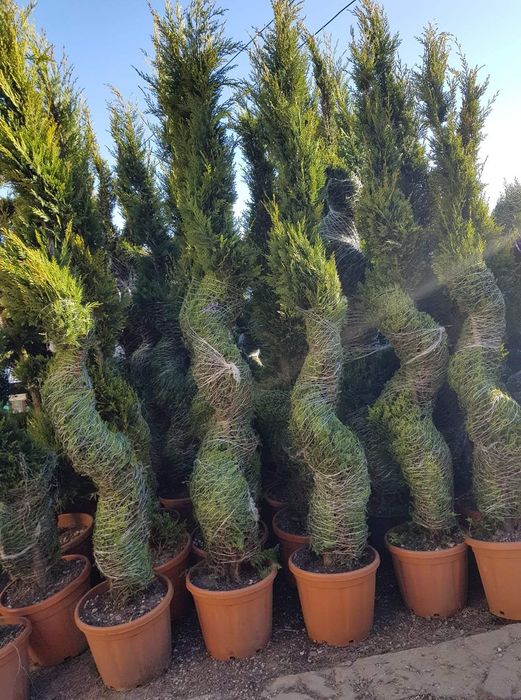 Plante ornamentale