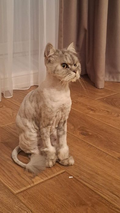 Отдам Кота Сэма в хорошие добрые руки