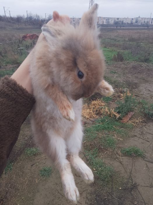 Vând iepuraș cap de leu