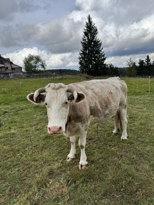 Vaca baltata romaneasca